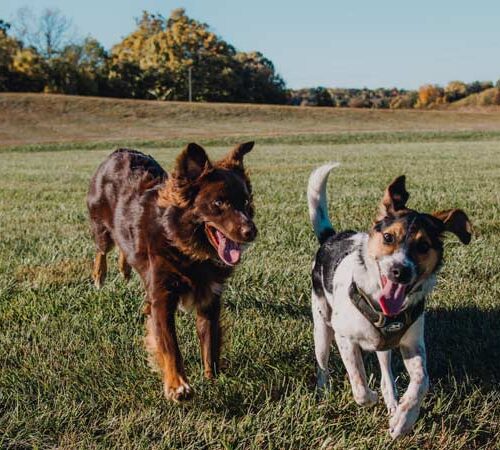 Big Bentley Pet Supply